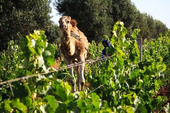 Camel among vines in the Moroccan countryside