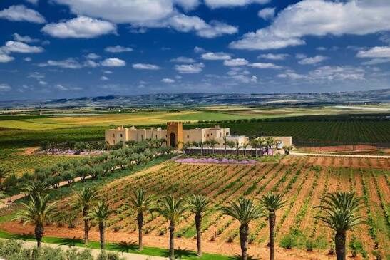 A Moroccan wine estate among the vineyards